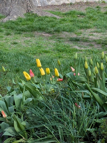 PXL 20250406 074941928